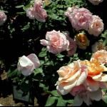 Розы грандифлора Посадка и уход за грандифлорой