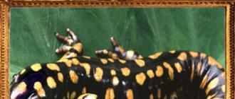 Талисман с изображение саламандры: история, значение, применение