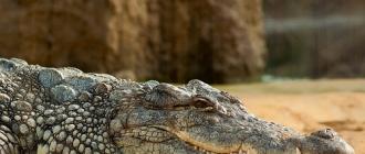 Сонник о зубастых: к чему снится крокодил?